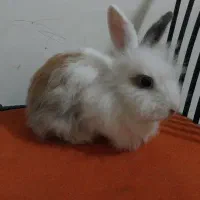 سه تا خرگوش بالغ جرسی و لوپ پشمالو و دستی فقط ۳۰۰|موش و خرگوش|هشتگرد, هشتگرد قدیم|دیوار