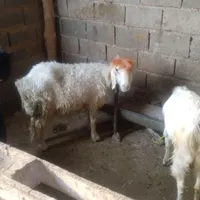 میش