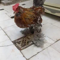 2 خروس یوکسل جوان سرحال|حیوانات مزرعه|قم, حنیف نژاد|دیوار