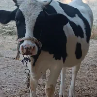 فروش سه راس گاو اصیل خارجی|حیوانات مزرعه|جره و بالاده, |دیوار