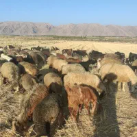 نیاز به یک کارگر باتجربه برای چوپانی