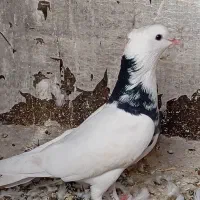 طوق سور کلاهی  نر