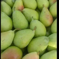 گلابی بیروتی ارگانیک