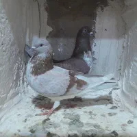 کبوتر|پرنده|مراغه, |دیوار