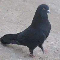 گروه منطقه شهماروند نشین خرید وفروش کبوتر