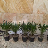 نخل قیمت 90|گل و گیاه طبیعی|اردبیل, |دیوار