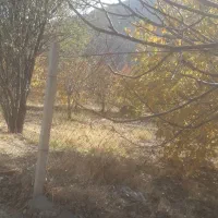 باغ گردو ۲۷۰۰متر قیمت هرمتر۱ملیون تومان