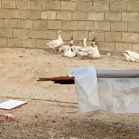 غاز در حال تخم گذاری