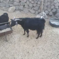 بز۸|حیوانات مزرعه|سربیشه, |دیوار