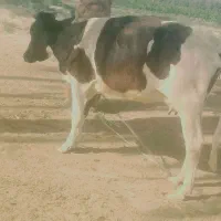 گاو|حیوانات مزرعه|میرجاوه, |دیوار