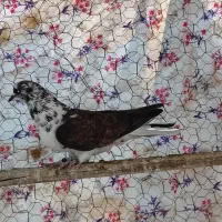 کبوتر پرشی