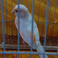 قناری ماده سفید لیمویی خیلی زیبا|پرنده|اسلام‌شهر, مظفریه|دیوار