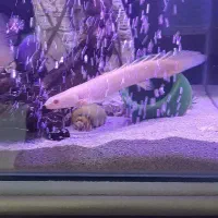 ماهی پولی تغریبا ۱۸ سانت