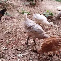 جوجه مرغ دم تخم سالم و سرحال