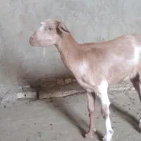 بز فروشی