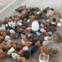 جوجه مرغ محلی کرمانشاهی زیر مرغی|حیوانات مزرعه|سیرجان, |دیوار