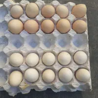 فروش تخم مرغ بشرط نطفه