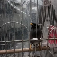 مرغ مینا سخنگو