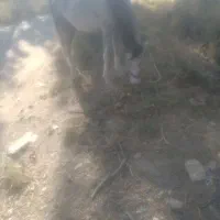کره نریان کُرد