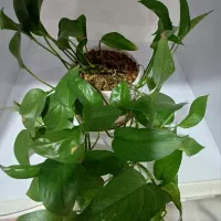 گل دیفن باخیا|گل و گیاه طبیعی|شیراز, دشت چنار|دیوار