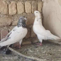 کبوتر