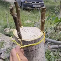 هرس باغ.سردرختی .انگور.پیوند انواع درختهای میوه