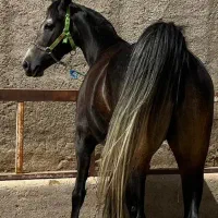 اسب . نریان و مادیان