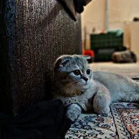 واگزاری اسکاتیش فولد اصیل|گربه|تهران, باغ فردوس|دیوار