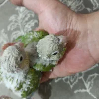 جوجه گرینچیک|پرنده|چهاردانگه (تهران), |دیوار