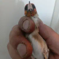 سهره چونه نقطه