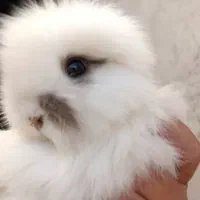 توله خرگوش لپ(عروسک زنده)|موش و خرگوش|دوگنبدان, |دیوار