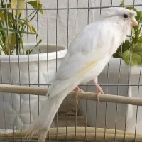 قناری نر سفید کاکلی قرص قرص شلاقی بخون بشرط