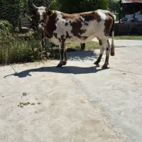 مجموعه ت محلی گاو گوساله نزاییده