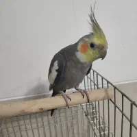 عروس هلندی نر دستی|پرنده|شیراز, شهرک والفجر|دیوار