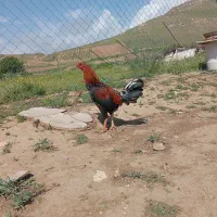 جوجه خروس لاری 9ماهه