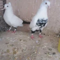 کفتر دمبی سیاه ومسافتی|پرنده|سبزوار, کهنه آب|دیوار