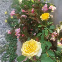 فروش یا معاوضه