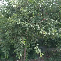 اسکان اشتراکی