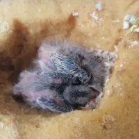 جوجه سهره قناری و ماده سرخ