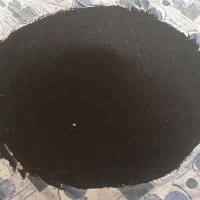 30کیلو بذر پیاز مینروا سفید با کیفیت