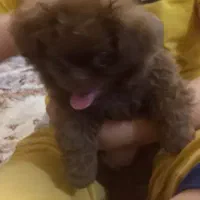 سگ پیکنژ پیتی