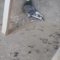 چندجفتکفتردرجهیکمخصوصجوجهگیری|پرنده|فلاورجان, |دیوار