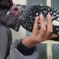 مرغ|حیوانات مزرعه|سبزوار, هویزه|دیوار