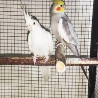 پرنده