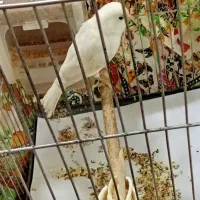 یک عدد ماده قناری