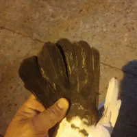 کبوتر سینه ای یا سینه سیاه|پرنده|شیراز, حومه شیراز|دیوار