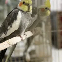 عروس هلندی نر و ماده و تجهیزات