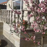 ویلا-مزرعه-نو