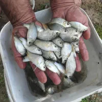 پرواری بچه ماهی کپور تاتا،