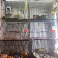 انواع قفس فلزی برای قناری مرغ عشق و...